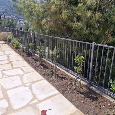 שיחים צעירים נטועים באדמה ליד גדר מתכת