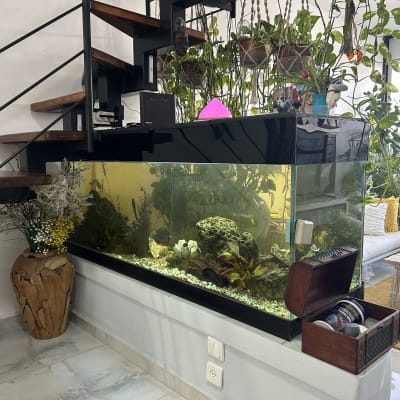 אקווריום גדול עם צמחים ודגים ליד מדרגות
