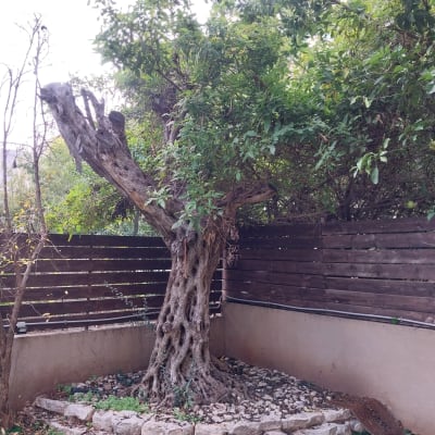 עץ גדול בגינה עם אבנים מסביב