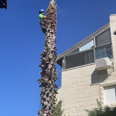 אדם עם קסדה מטפס על עץ דקל לגיזום