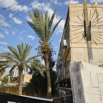עצים ודגלים ברחוב עם שמיים כחולים