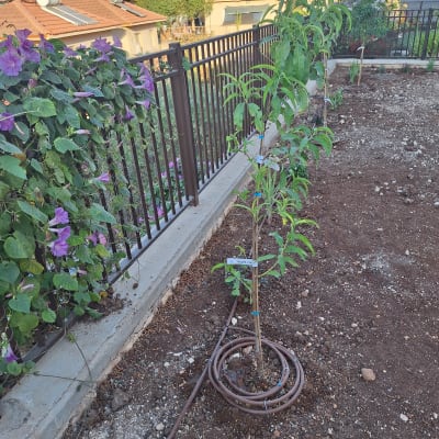 עץ צעיר עם מערכת השקיה בגינה