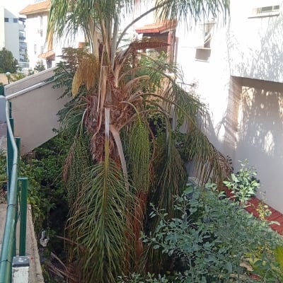 עץ דקל וצמחייה בגינה