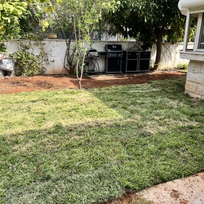 דשא ירוק ועצים בגינה פרטית