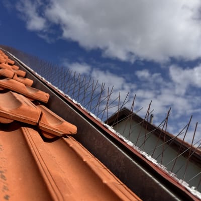 רעפים כתומים עם דוקרנים נגד יונים על גג