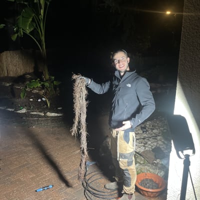 אדם מחזיק שורשים שנשלפו מהאדמה בלילה