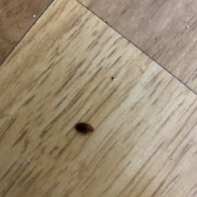 חרק על רצפת עץ, קשור להדברה