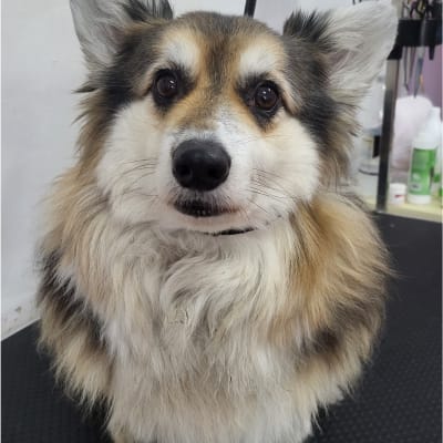 כלב מטופח במספרת כלבים עם כלים ברקע