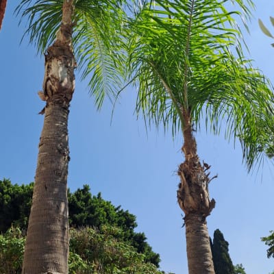 שני עצי דקל גזומים עם עלים ירוקים