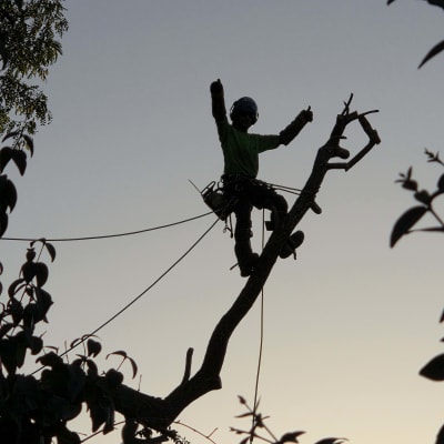 אדם גוזם עץ עם ציוד בטיחות בשקיעה