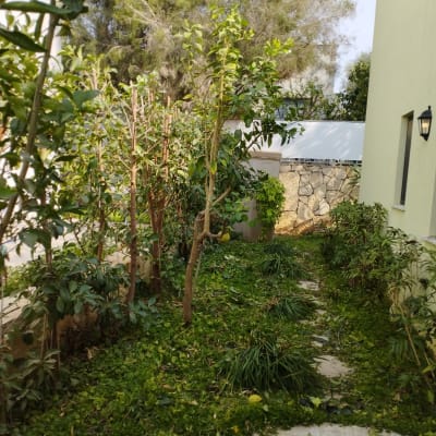 גינה עם עצים ושיחים ירוקים