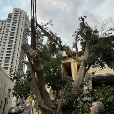 עץ גזום עם ענפים חתוכים וחבלים תלויים