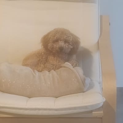 כלב קטן יושב על כורסה עם כרית