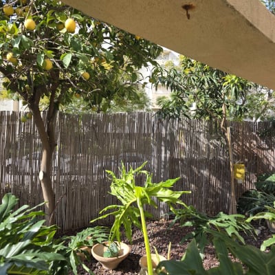 עץ לימון וצמחים בגינה עם גדר במבוק