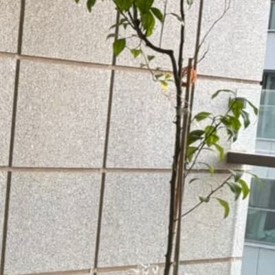 עץ קטן בעציץ על מעמד מתכת במרפסת