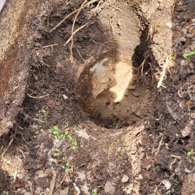 אדמה עם חור קטן ושרידי שורשים