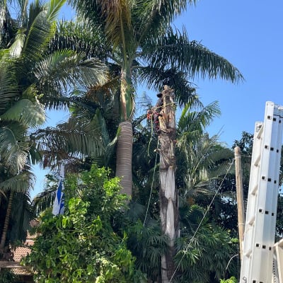 אדם גוזם עץ דקל גבוה עם ציוד טיפוס