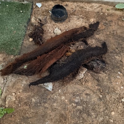 שורשים על הקרקע ליד חור באדמה