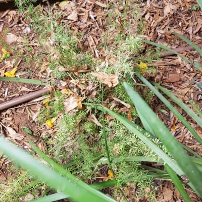 צמחייה ירוקה עם עלים יבשים בגינה