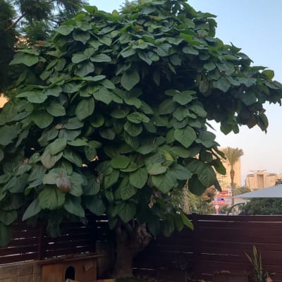 עץ גדול עם עלים ירוקים צפופים, מתאים לגיזום.