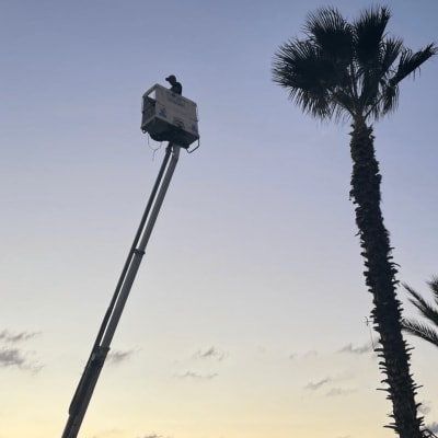 אדם בגובה על מנוף ליד עץ דקל, שקיעה ברקע