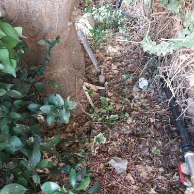 צינור מים עם ברז ליד עץ