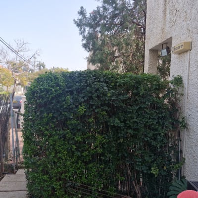 שיחים וגדר חיה ליד בניין