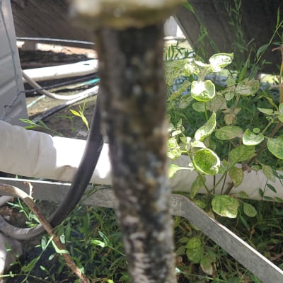 צינור מחובר לדוד שמש עם צמחייה ברקע