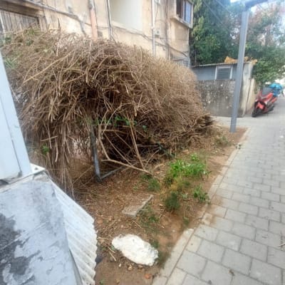 ערימת ענפים גזומים ליד שביל מרוצף