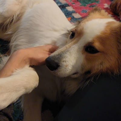 כלב שוכב על שטיח צבעוני, יד מלטפת אותו