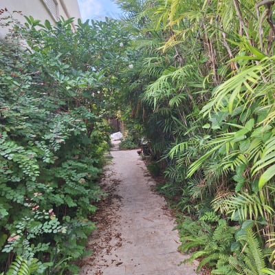 שביל מרוצף מוקף בצמחייה ירוקה צפופה