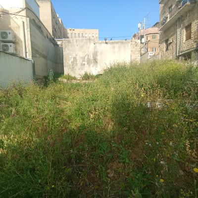 שטח עם עשבים וצמחים גבוהים