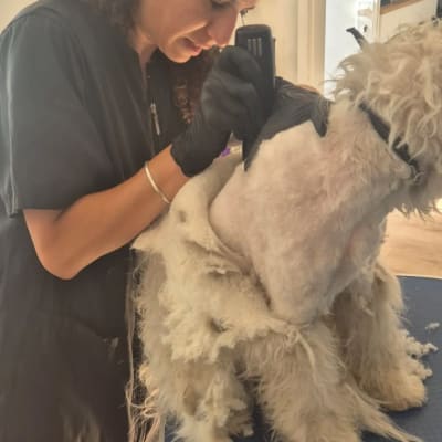 ספרית כלבים גוזרת פרווה לכלב על שולחן טיפוח