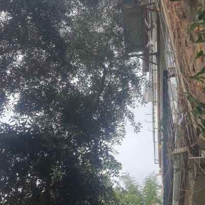 עץ גדול ליד בניין עם צמחייה מטפסת