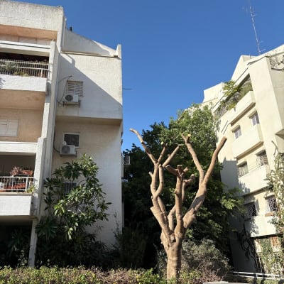 עץ גזום ליד בניין מגורים