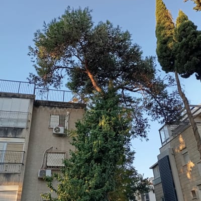 עץ גבוה עם ענפים גזומים חלקית