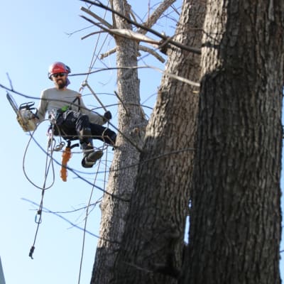 גיזום עצים בגובה