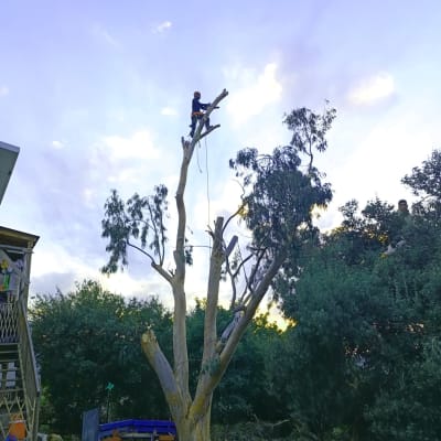 אדם גוזם עץ גבוה עם מסור חשמלי