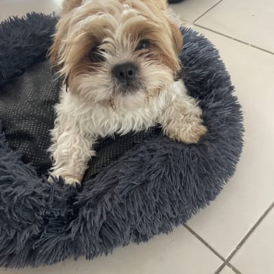 כלב קטן במיטה פרוותית על רצפה