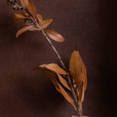 ענף יבש עם עלים חומים על רקע חום