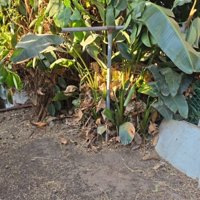 צמחים ירוקים, אדמה, רשת ירוקה, כלי מתכת לגינון