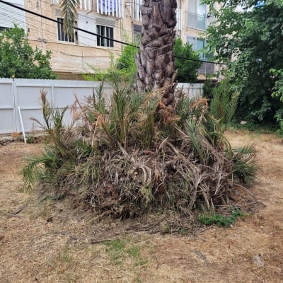 עץ דקל עם ענפים יבשים בגינה