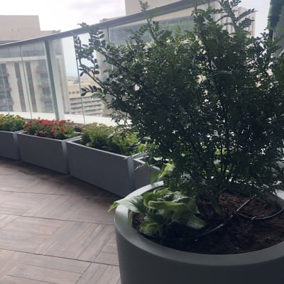 עציצים עם צמחים ירוקים ופרחים במרפסת