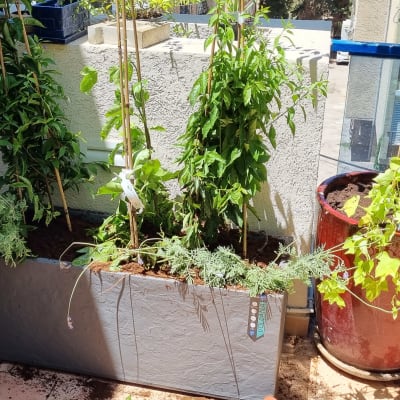 עציצים עם צמחים ירוקים במרפסת