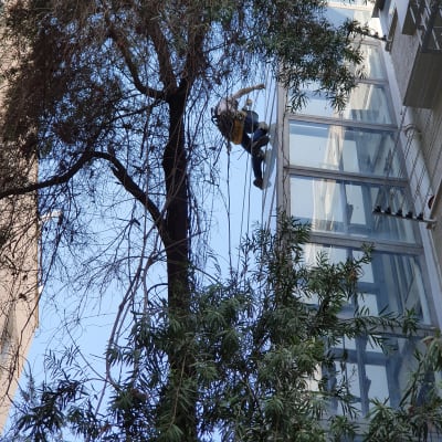 אדם מטפס על חבלים ליד בניין זכוכית גבוה