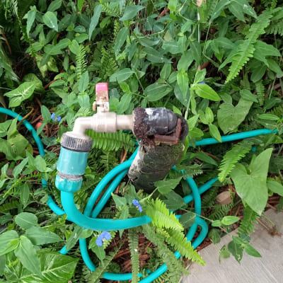 צינור מים ירוק וברז בגינה עם צמחייה