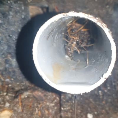 צינור סתום עם שורשים ומים נוזלים