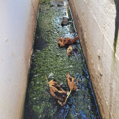 תעלת ניקוז על גג עם עלים ומים עומדים