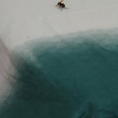 צרעה על מצע בד לבן