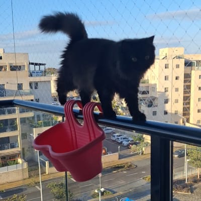 חתול שחור על מעקה עם סל אדום תלוי